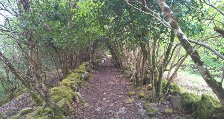 Walking the Kerry Way and Killarney National Park - Exodus Adventure Travels 8