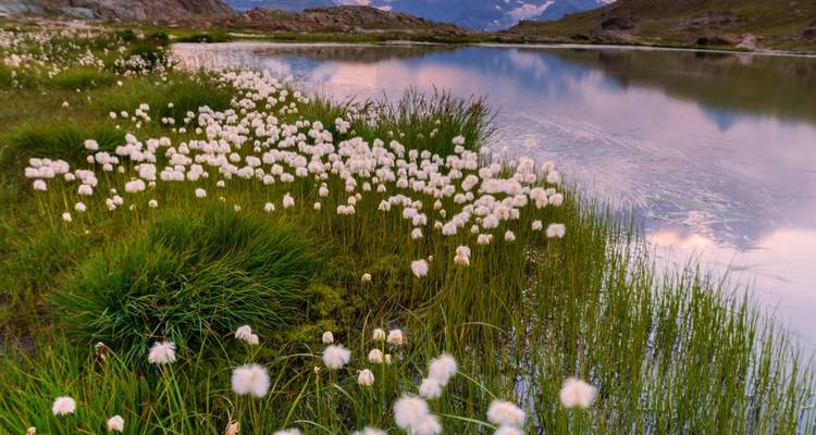 Malerischer See umgeben von flauschigen weißen Blumen und bergiger Landschaft im Hintergrund.