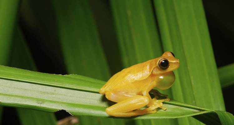 Volcanoes, Nature and Caribbean, Self-drive - Destination Services Costa Rica 3