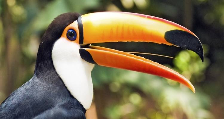 L'essentiel du Costa Rica - Forfait avec le parc national de Manuel Antonio, en autotour - Destination Services Costa Rica 6