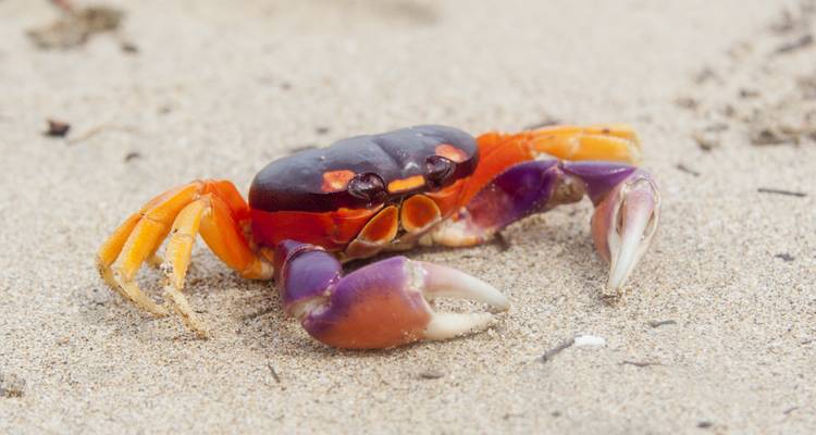 Essential Costa Rica - Package with Guanacaste, Self-drive - Destination Services Costa Rica 2