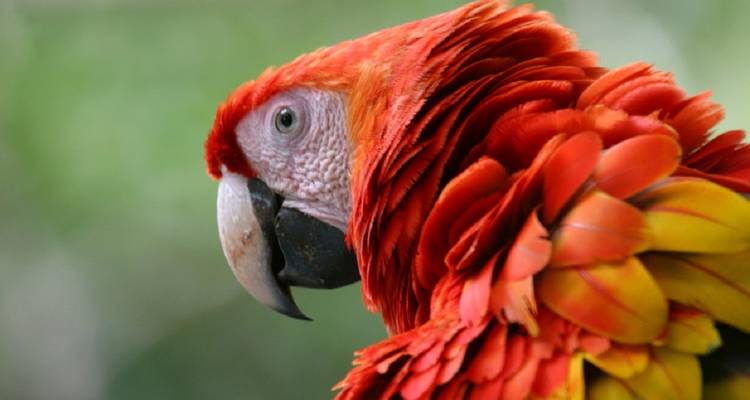 Plages et nature avec Santa Teresa, autotour - Destination Services Costa Rica 7