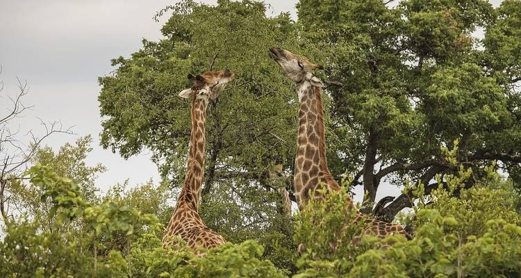 Spectacular South Africa (Small Groups, Victoria Falls) - Luxury Gold 8
