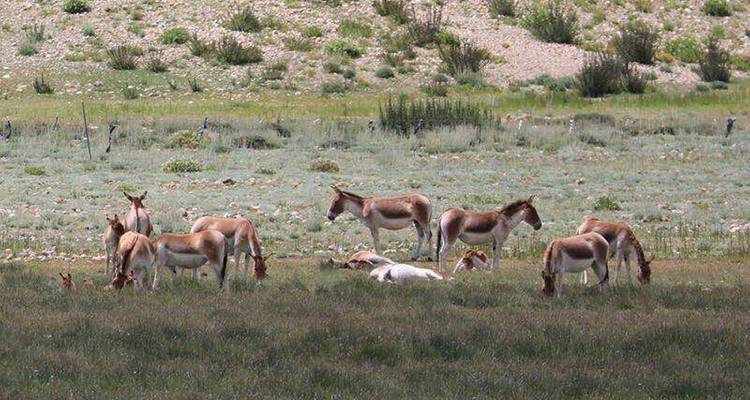 17 Days Kailash Manasarovar Full Moon Tour & Guge Kingdom Exploration - Tibet Vista 1