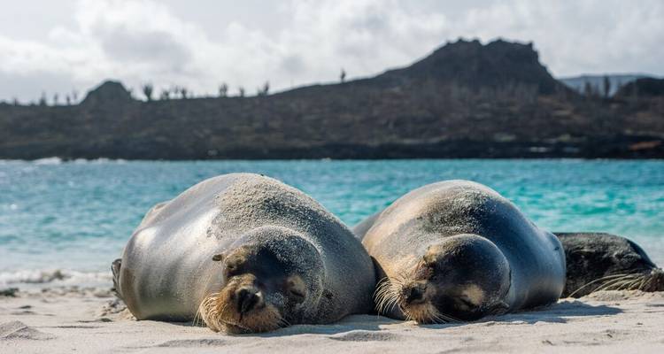 Deux otaries des Galápagos font la sieste sur une plage de sable blanc avec de l'eau turquoise en arrière-plan.
