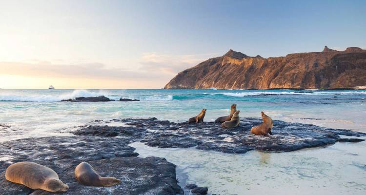 Sea lions resting on rocks by the water with a scenic ocean backdrop.
