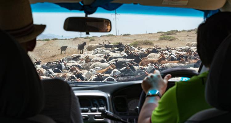 Vue de l'intérieur d'une voiture montrant un troupeau de chèvres sur une route.