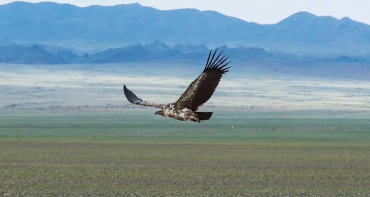 Aigle planant au-dessus d'un paysage vaste et ouvert.
