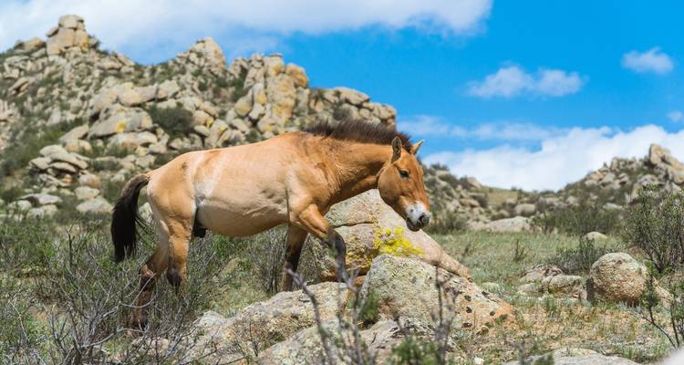 Cheval sauvage broutant dans un paysage rocheux et vallonné.