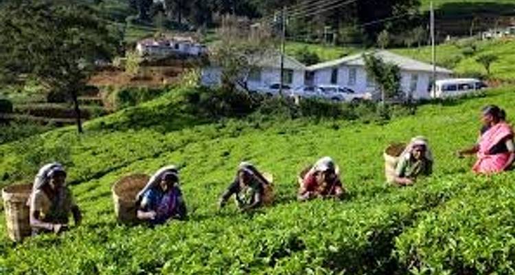 Welcome To Sri Lanka - 08 Days / 07 Nights Tour - Explore Vacations PVT Ltd 4