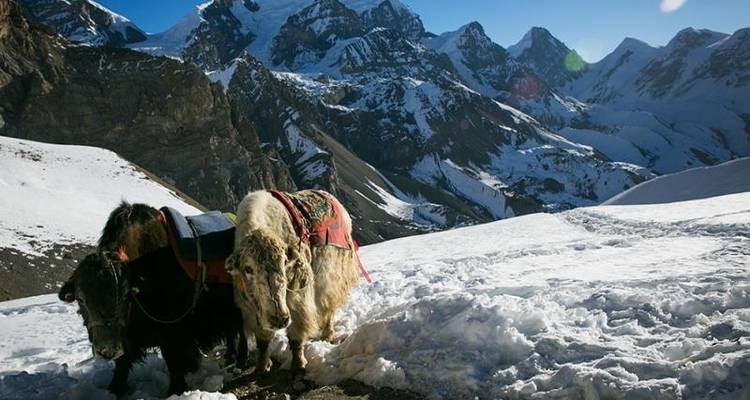 Annapurna Gay Hiking - Trek LGBTQ+ à l'Annapurna - Trekking Team Group 6