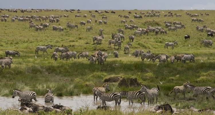 4 Days -  Northern Circuit Safari - Serengeti Access Safaris 6
