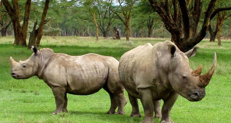 4 Days -  Northern Circuit Safari - Serengeti Access Safaris 4