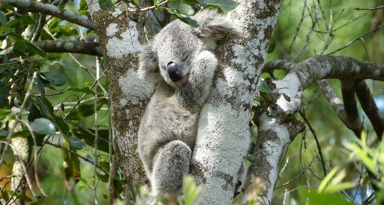 Aventure de Sydney à Cairns (22 destinations) - Intrepid Travel 10