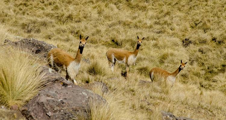 5 Day Journey of colors to Machu Picchu - Inkayni Peru Tours 4