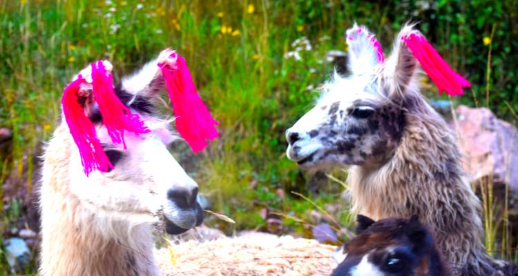 5 jours de voyage des couleurs au Machu Picchu - Inkayni Peru Tours 10