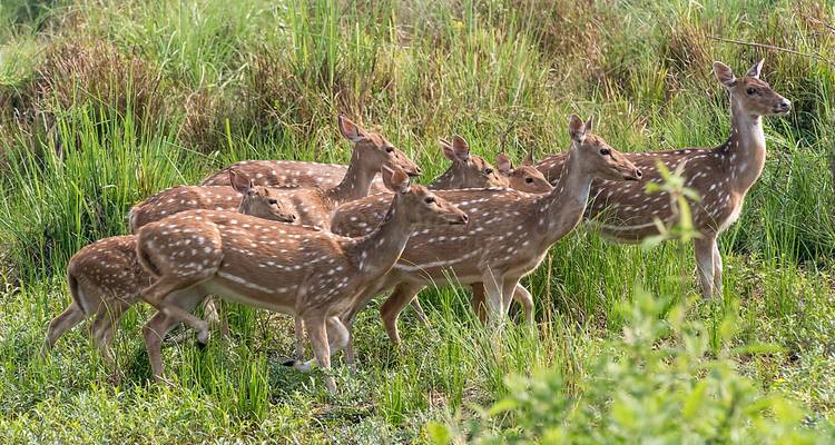 Safari animalier et rafting au Népal - Friendship Nepal Tours & Travels P. Ltd. 7