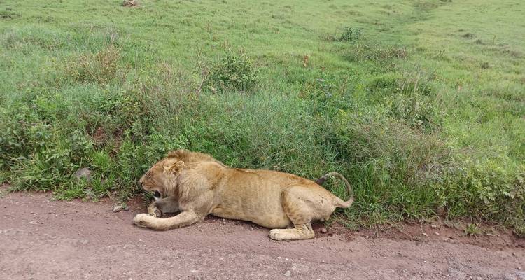 Safari dans la nature - 3 jours - Serengeti Access Safaris 10