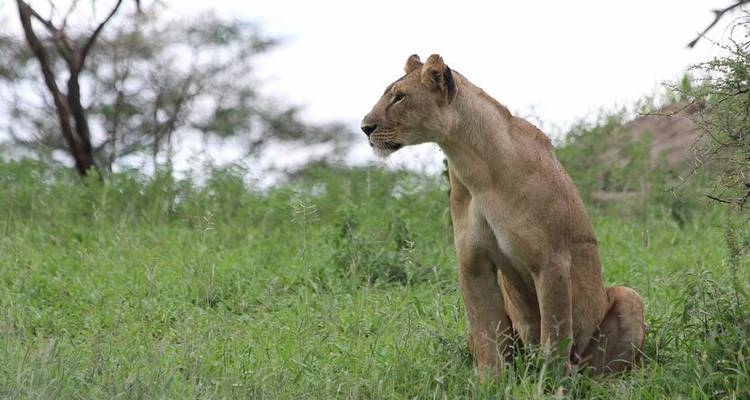 Safari dans la nature - 3 jours - Serengeti Access Safaris 6