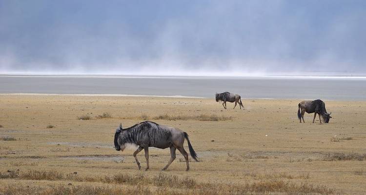 Safari dans la nature - 3 jours - Serengeti Access Safaris 9
