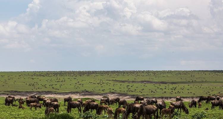 Safari dans la nature - 3 jours - Serengeti Access Safaris 8