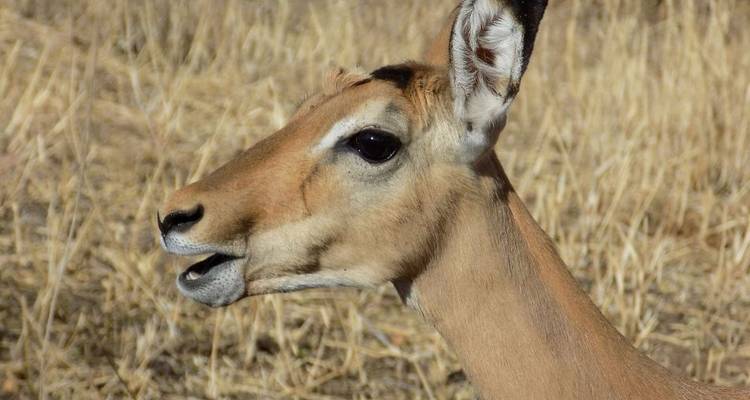 Safari dans la nature - 3 jours - Serengeti Access Safaris 7