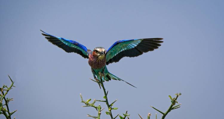 1 Día - Parque Nacional del Lago Manyara - Serengeti Access Safaris 1