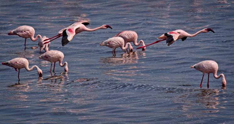 1 Día - Parque Nacional del Lago Manyara - Serengeti Access Safaris 2