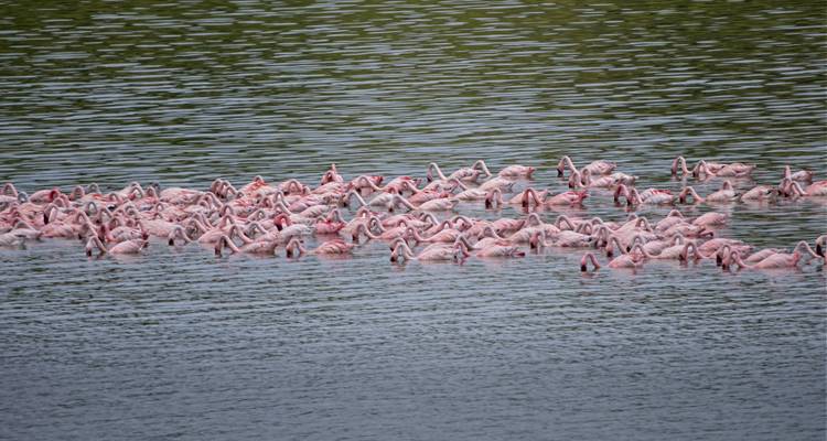 1 Día - Parque Nacional del Lago Manyara - Serengeti Access Safaris 4