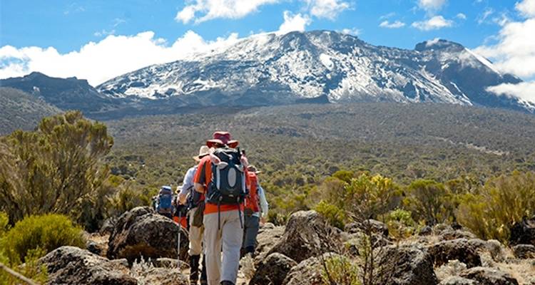 8 Days - Mount Kilimanjaro Climbing - Lemosho route - Serengeti Access Safaris 3