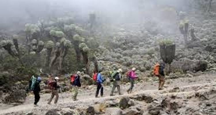 8 Days - Mount Kilimanjaro Climbing - Lemosho route - Serengeti Access Safaris 2