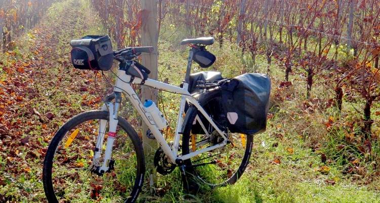 Bicycle parked in a vineyard.