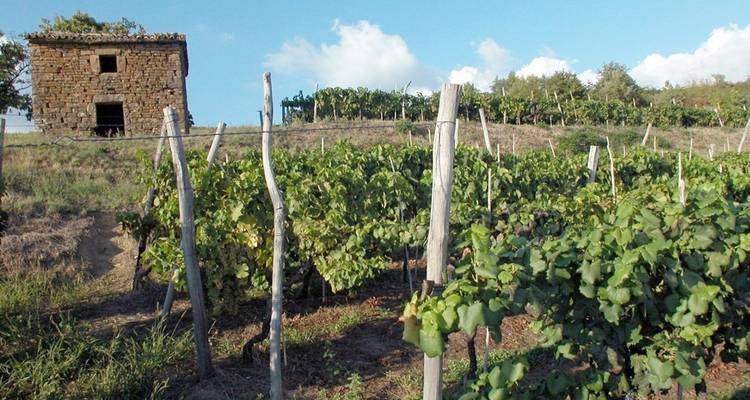 Vineyard with a small stone structure.