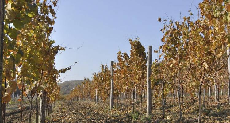 Rangées de vignoble en automne.