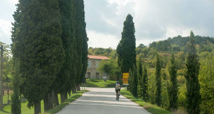 Cyclist on a road lined with tall trees.