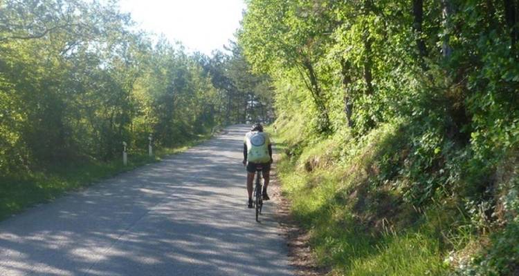 Cyclist riding through a forested area on a road.