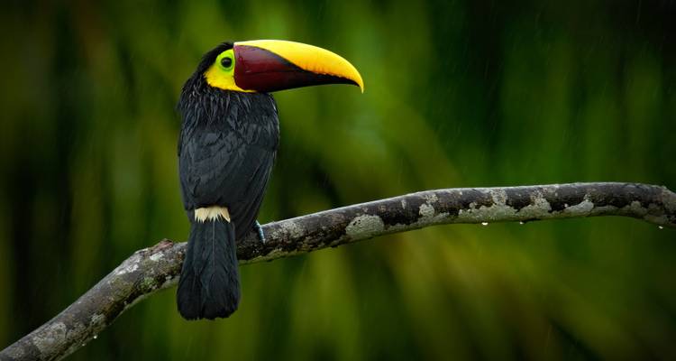 Toucan coloré sur une branche d'arbre.