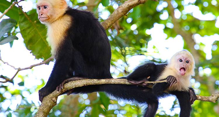 Tropical Costa Rica  (San Jose to Guanacaste) (2025) - Collette 2