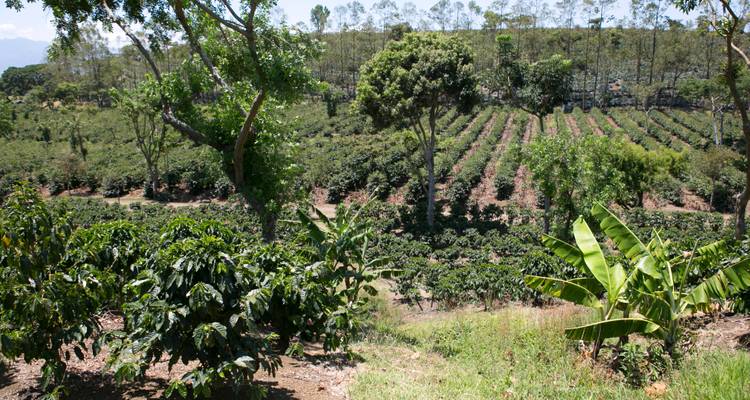 Tropical Costa Rica  (San Jose to Guanacaste) (2025) - Collette 8