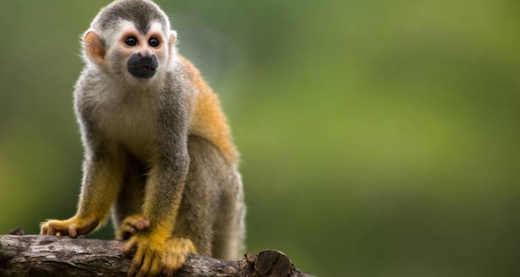 Singe écureuil perché sur une branche.