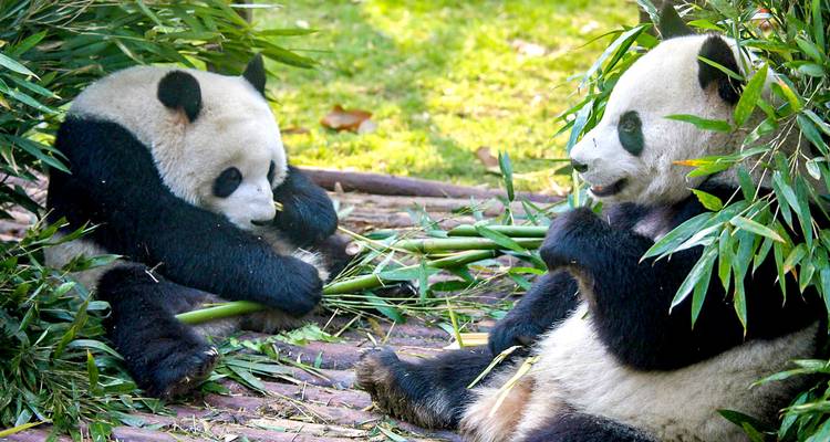 11 días Triángulo de Oro de China: Grupos reducidos y Hoteles de 5 estrellas - TravelChinaGuide 4