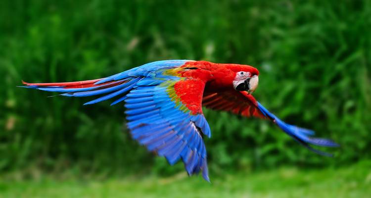 Circuito de 2 días a la selva de Iquitos en Maniti Eco - Lodge - Maniti Expeditions 3