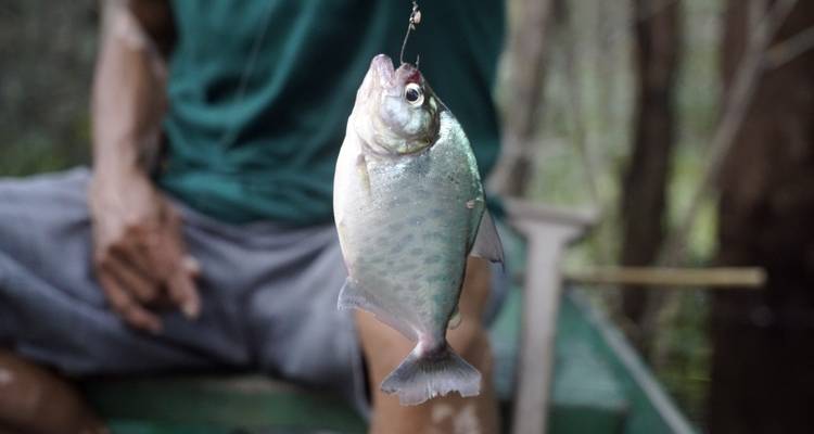 Circuito de 2 días a la selva de Iquitos en Maniti Eco - Lodge - Maniti Expeditions 4