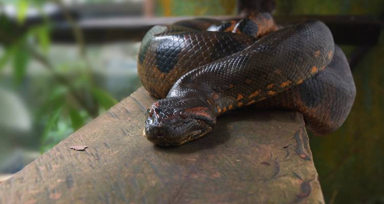 Circuito de 2 días a la selva de Iquitos en Maniti Eco - Lodge - Maniti Expeditions 6