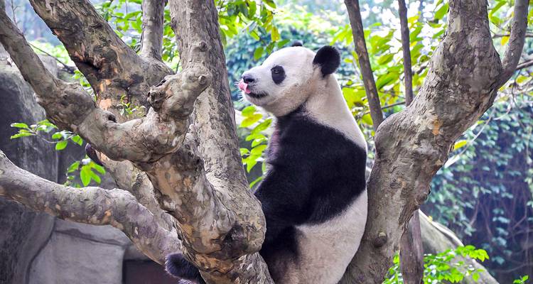 Excursión de 11 días a Zhangjiajie: Grupo reducido y Hoteles de 5 estrellas - TravelChinaGuide 9