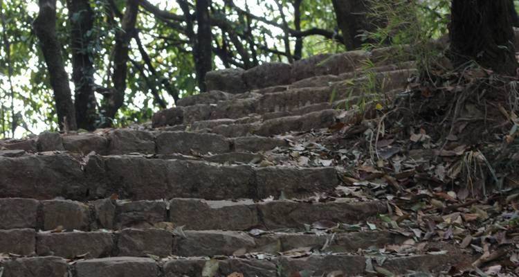 Steinerne Stufen in einem bewaldeten Gebiet.