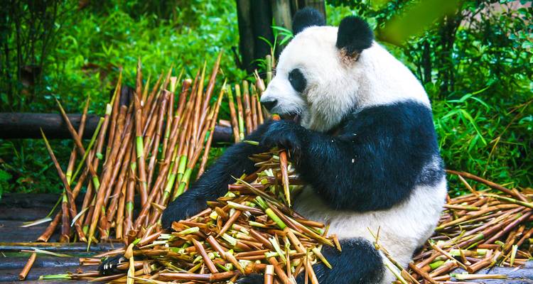 Deux semaines d'impression en Chine : petits groupes et hôtels de luxe - TravelChinaGuide 3