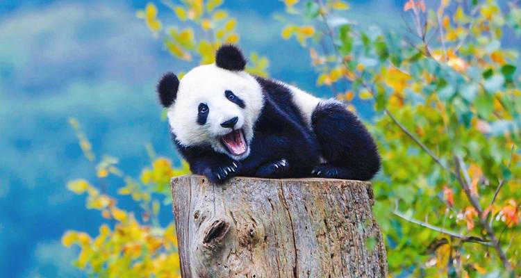 Petit panda géant joueur perché sur une souche d'arbre sur fond de forêt douce.