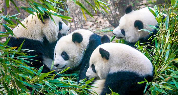 Voyage personnalisé en Chine en famille avec croisière, départ quotidien et guide privé - TravelChinaGuide 1