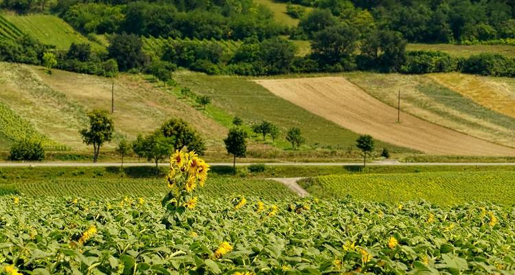 Cyclisme dans les villes d'art d'Italie, de Venise à Florence - Autoguidage classique - BikesPlus Travel 8